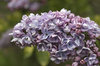 Lilac flowers