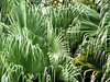 fan foliage