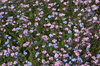 Flower carpet