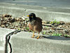 ruffled feathers