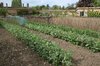 Kitchen garden