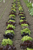 Lettuces