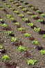 Lettuces