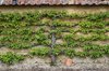 Espalier fruit tree