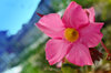 Pink flower