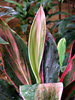 foliage colour lines