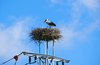 Storks