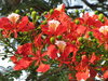 Brilliant Red Flowers