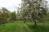 Old apple orchard
