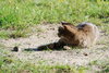 Mouse hunting