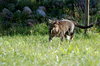 Cat and mouse
