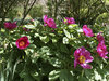 Paeonies