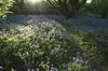 Bluebell light