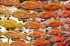 fishy basket