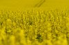 Oil seed - rape
