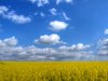 Oil seed - rape - HDR