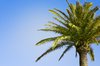 Palm tree