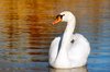Sunset swan