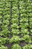Green lettuces