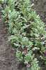Broad beans