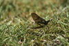 Mayfly