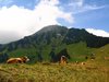 swiss cows