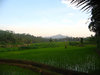 ricepaddy ajibarang (jawa)