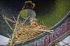 Baby Robins