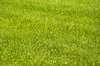 Grass