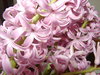 Hyacinth