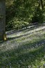 Bluebells in evening light