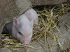 A pigs place !