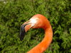 Head of Flamingo