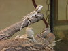 Baby 'Bearded Dragons' ( lizar