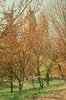 Spring at Central Park