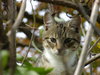 On The Hunt (domestic tiger) 2