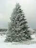 Cold