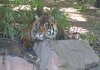 Who's watching whom ? ( Tiger
