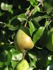 pear tree