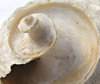 shell spiral