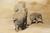 Elephants 1