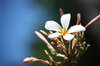 Plumeria bloom