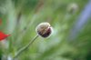 flower - poppy