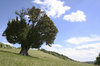 Box Hill