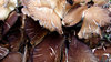 dirty fungi clump