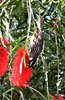 new holland honeyeater
