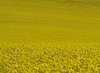 Oil seed, rape