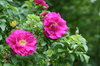 Pink rose
