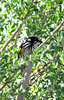 new holland honeyeater