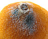 orange skin pimple